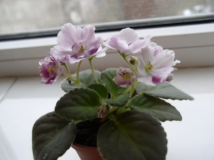 P1010075 - копия.JPG