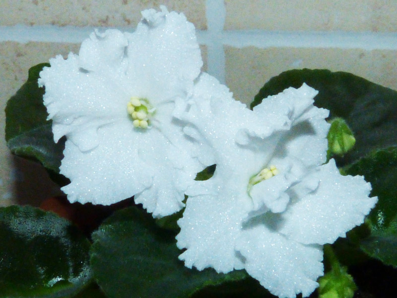 P1010942г.jpg