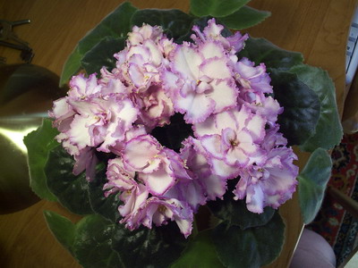 P1020020.jpg