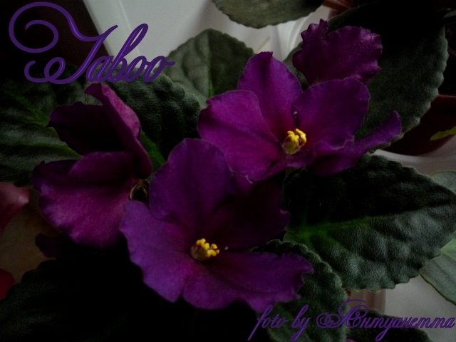 P1040793 (640x480).jpg