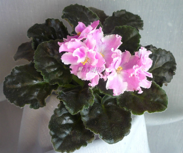 P1060364 - копия - копия - копия.JPG