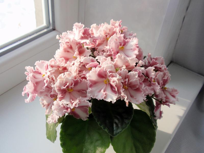 P1072835 с компакта.JPG