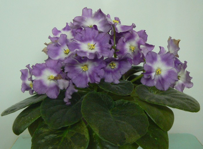P1090058.JPG