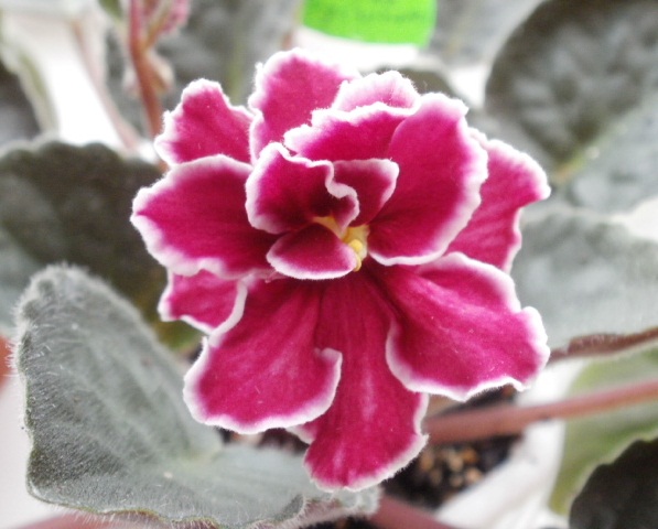 P1090058.JPG