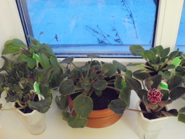 P1090071.JPG