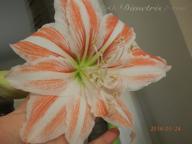 P1240576ум.jpg