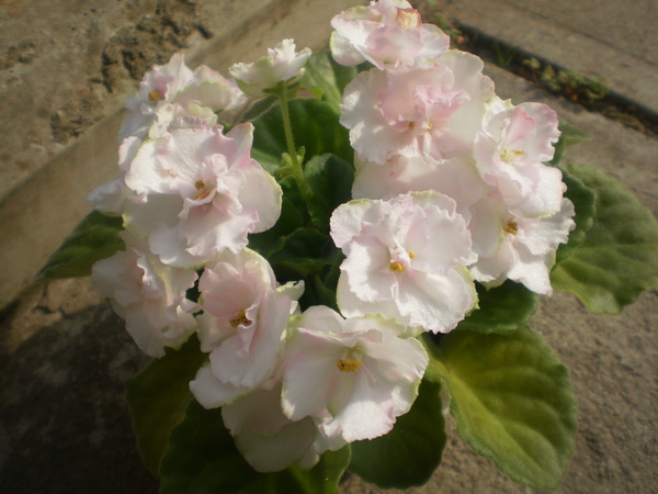 P4220044_новый размер.JPG