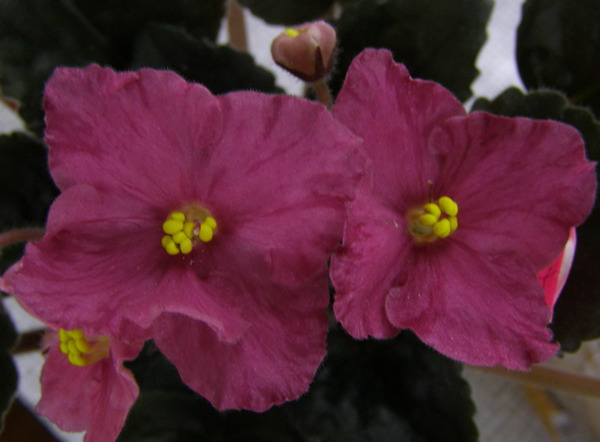 P4234436.jpg