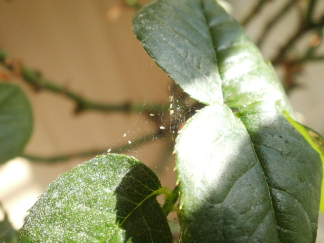P4280010.JPG