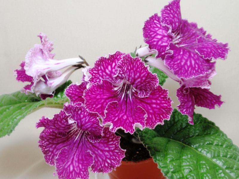 P5278396_800x600.jpg