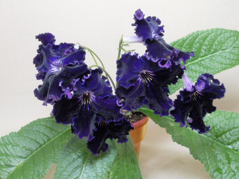 P5278399_800x600.jpg