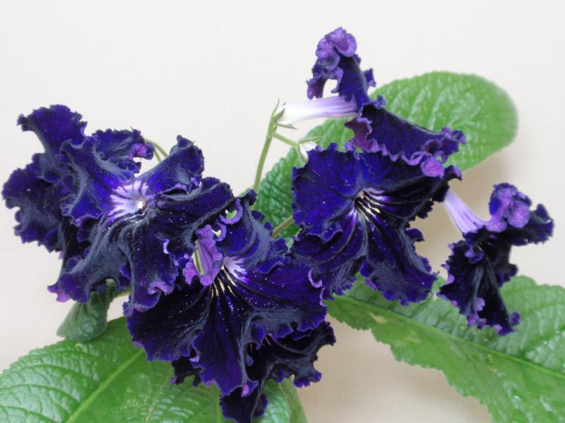 P5278400_800x600.jpg