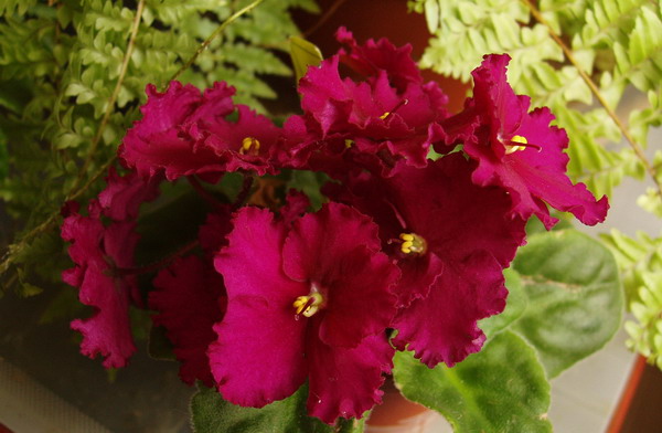 P8280008_1.jpg