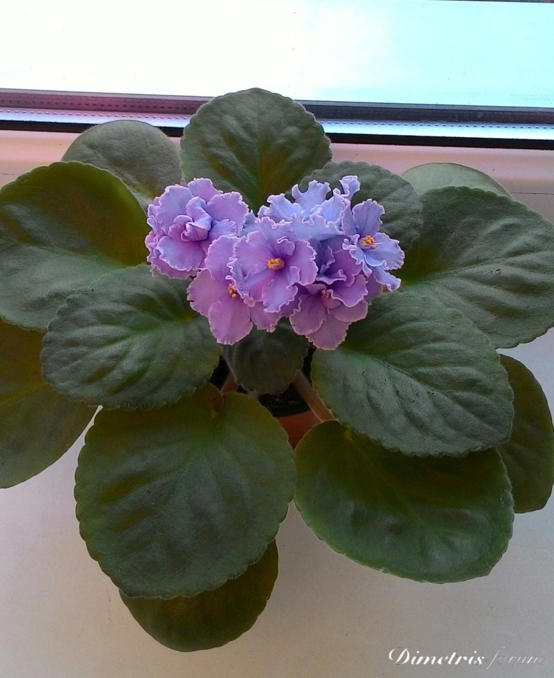 P_20150712_200204_1.jpg