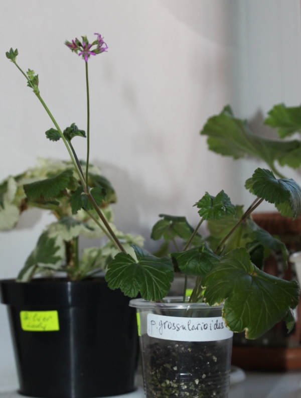 p. grossularioides1.jpg