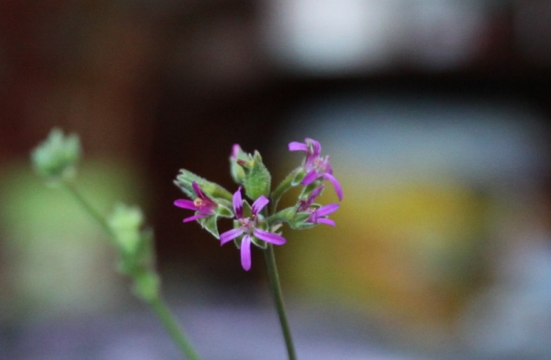 p. grossularioides.jpg