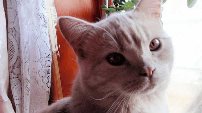 PA083353_800x450.gif
