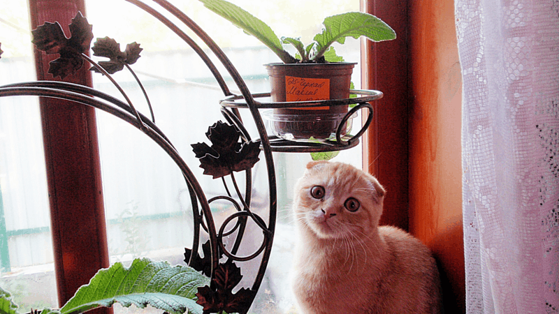 PA083357_800x450.gif