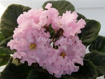 pa120015_7350 (1).jpg