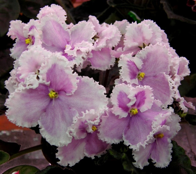 PA230041.JPG