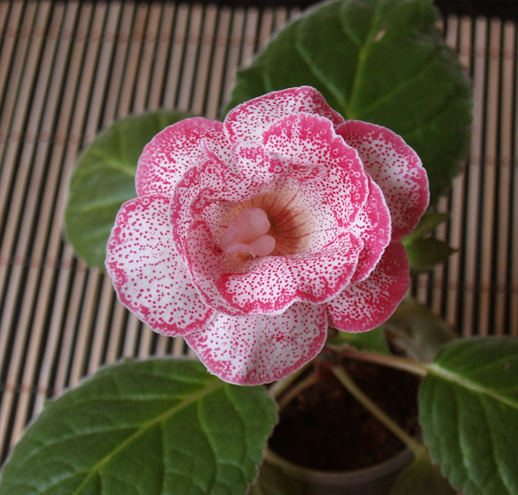 PA292305__.jpg