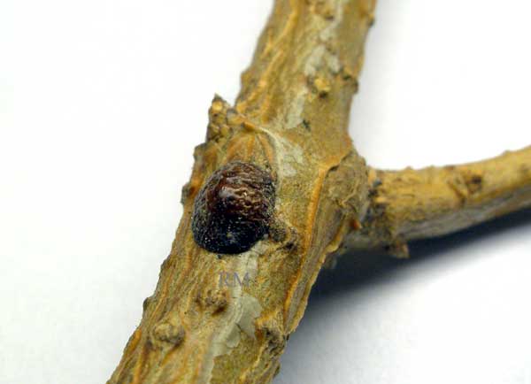 Parthenolecanium corni -3.jpg