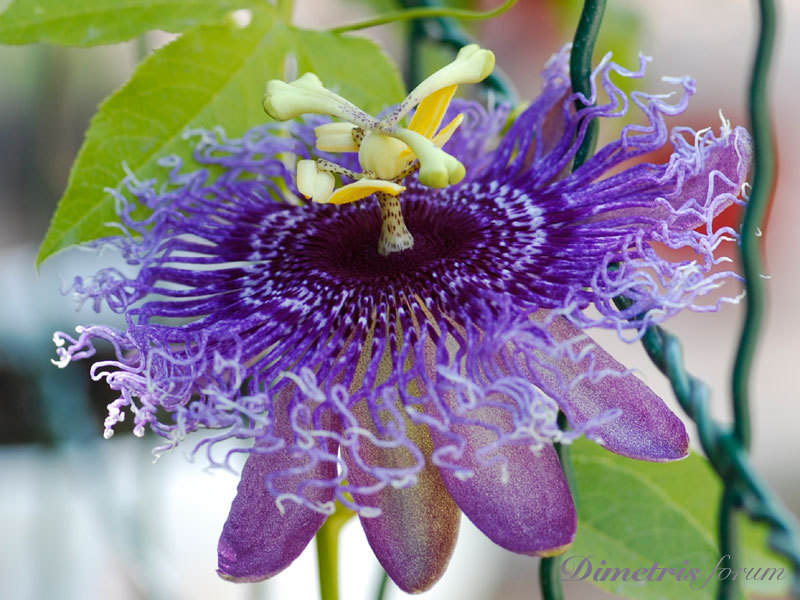 Passiflora-Byte-3.jpg