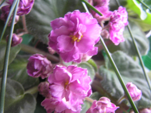 PB051991_Ma's Show Girl.JPG