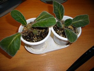 PB170007.JPG