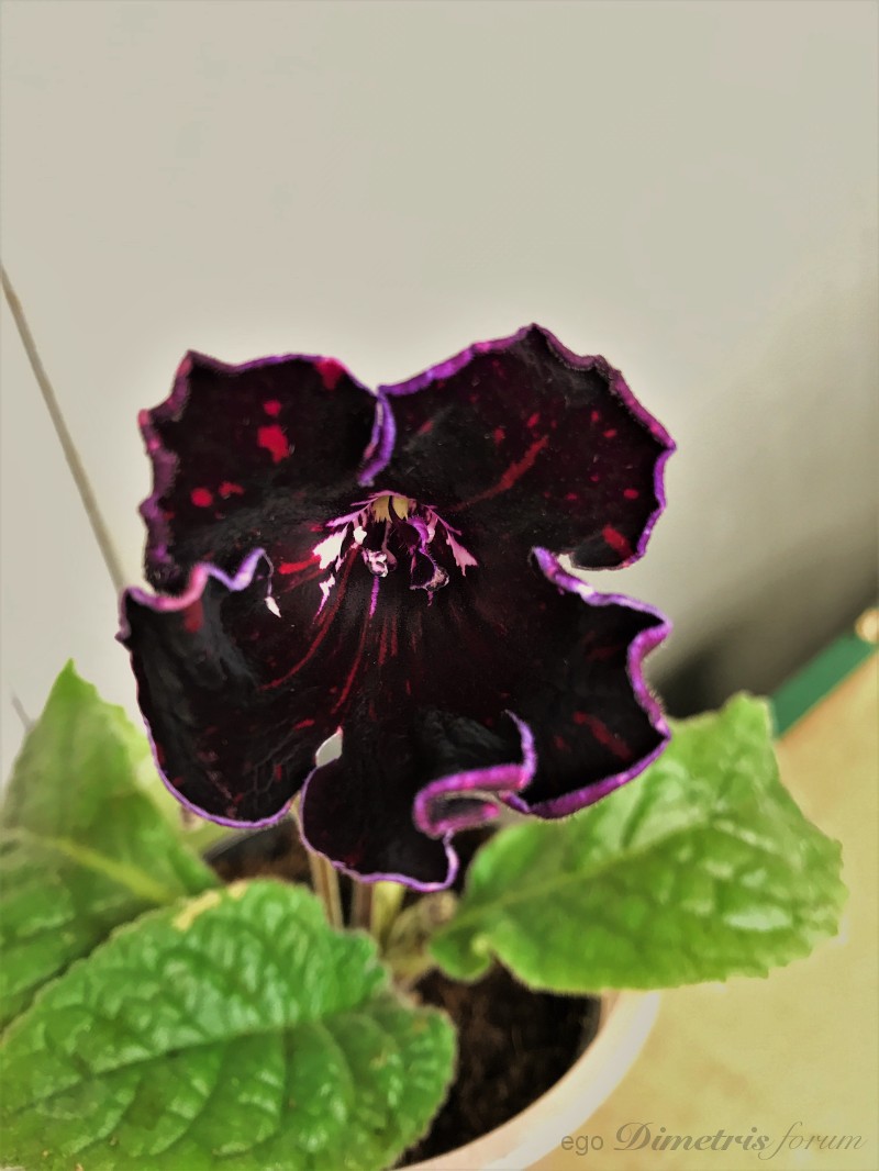 PEBU0464.jpg