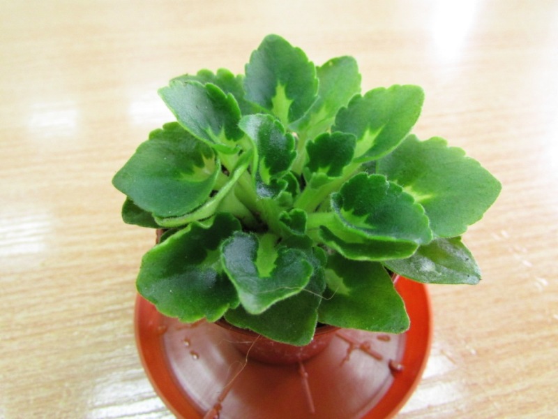 Petite Blanche (детка пересажена 07.10.13).JPG