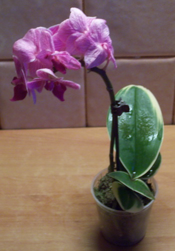 Phalenopsis.jpg