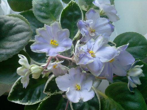 Photo-0066.jpg