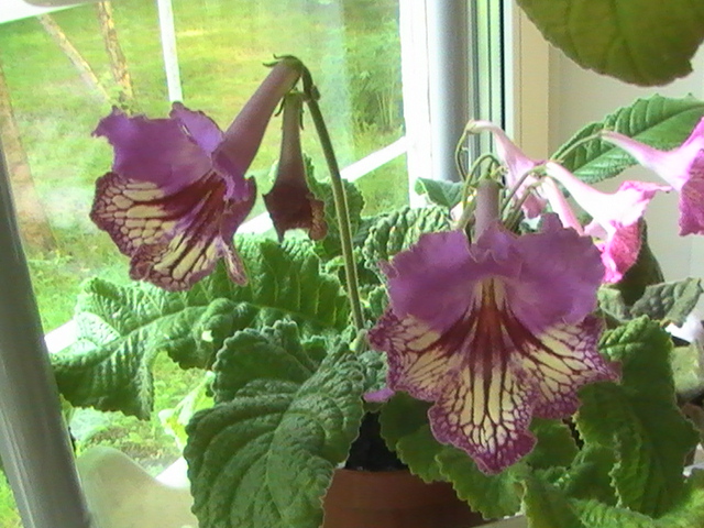 PIC_1555.JPG