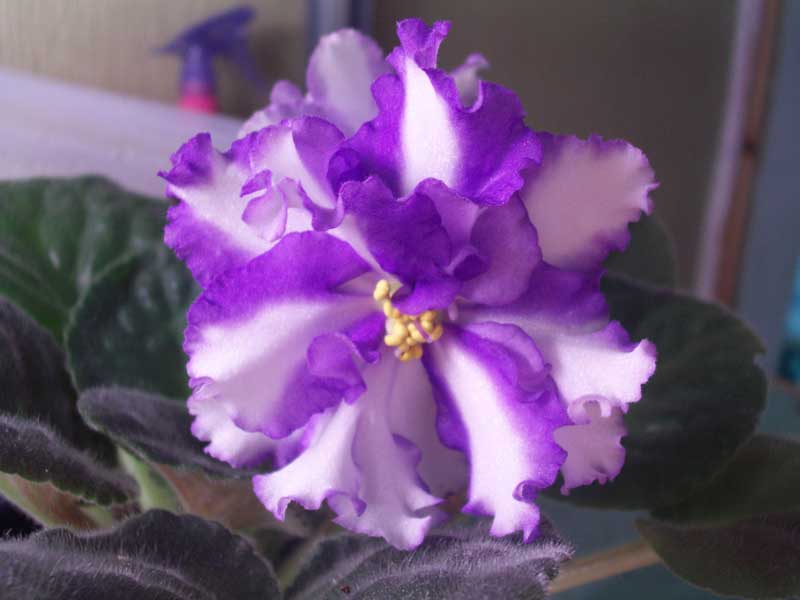 PICT0009.jpg