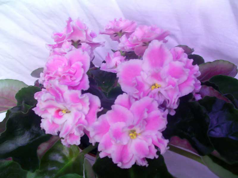 PICT0011.jpg