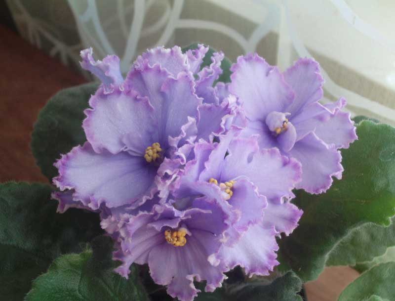 PICT0015.jpg