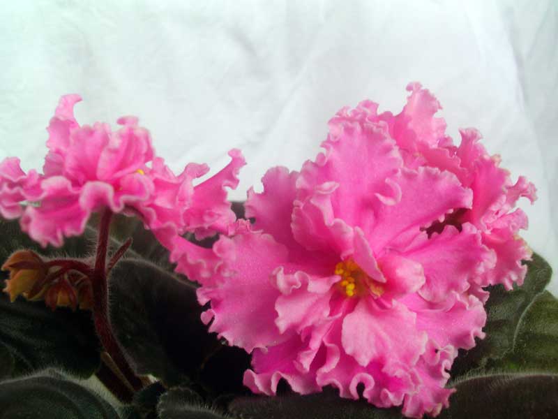 PICT0034.jpg
