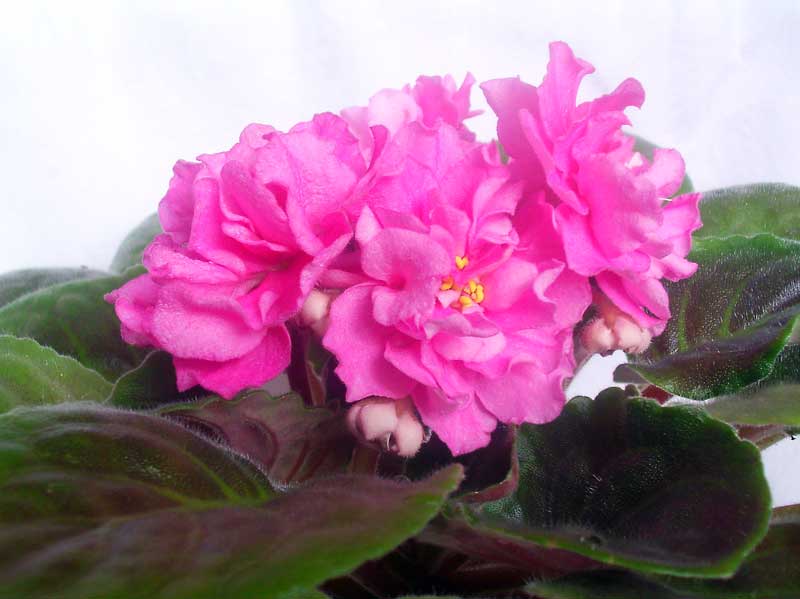 PICT0038.jpg