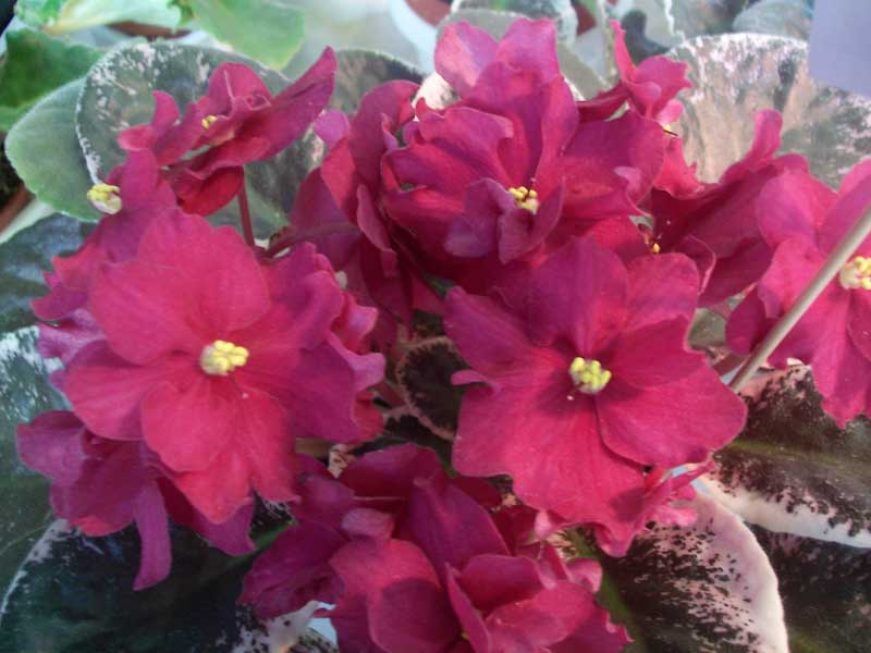 PICT0043.jpg