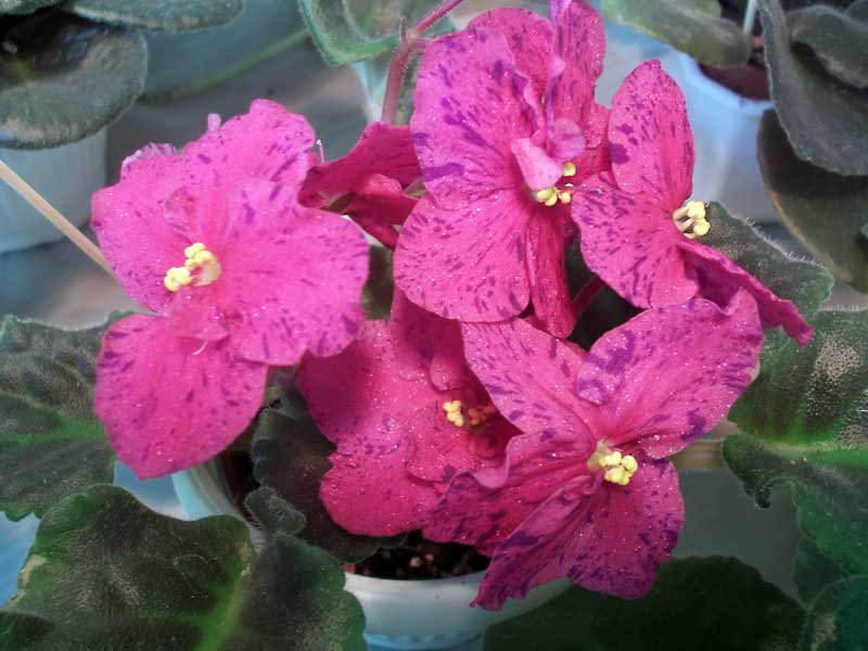 PICT0047.jpg