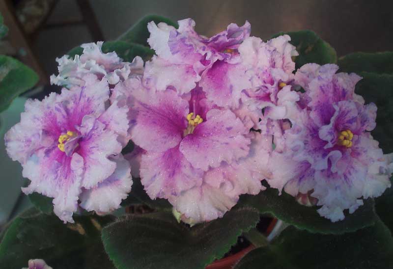PICT0049.jpg