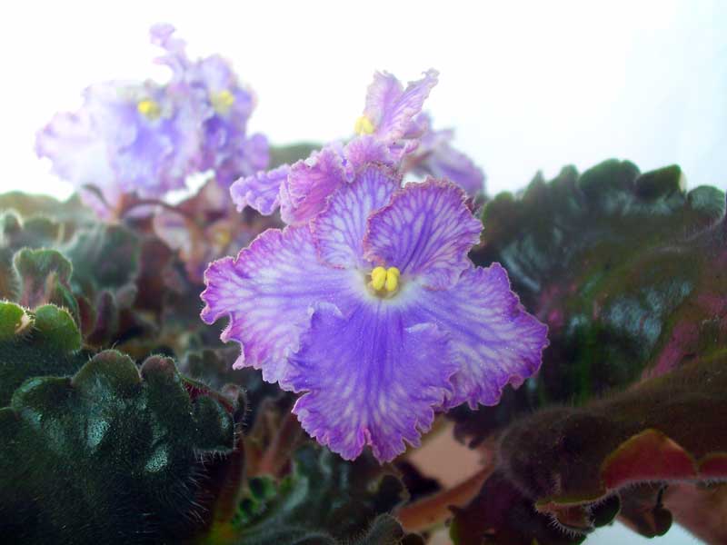 PICT0055.jpg