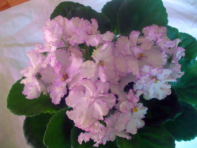 PICT0102.jpg