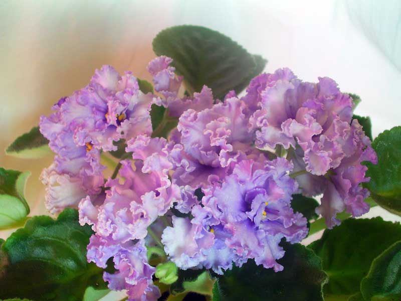 PICT0110.jpg