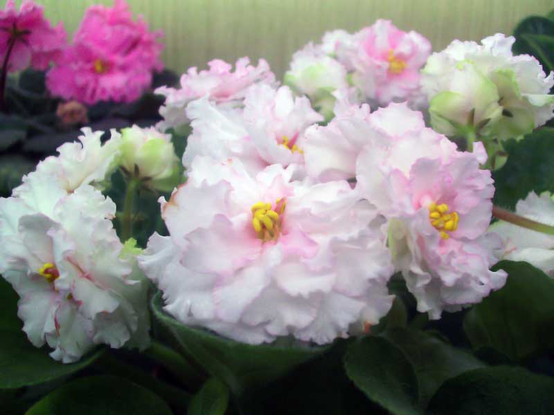 PICT0128.jpg