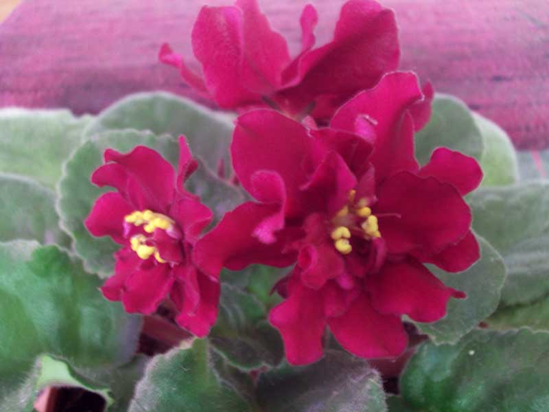 PICT0133.jpg