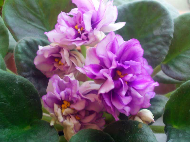 PICT0134.jpg