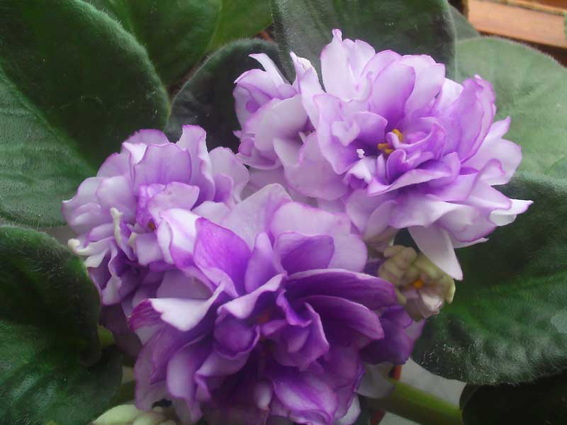 PICT0175.jpg