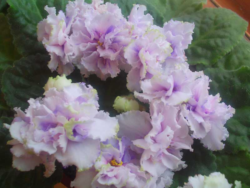 PICT0217.jpg